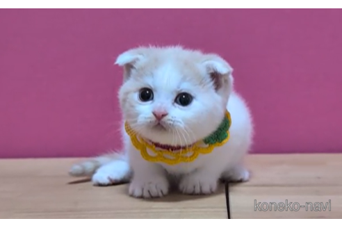 成約済の東京都のスコティッシュフォールド(折れ耳)-106559の6枚目